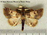 Tytroca leucoptera